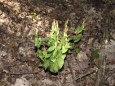 Cephalanthera-damasonium_плодоношение